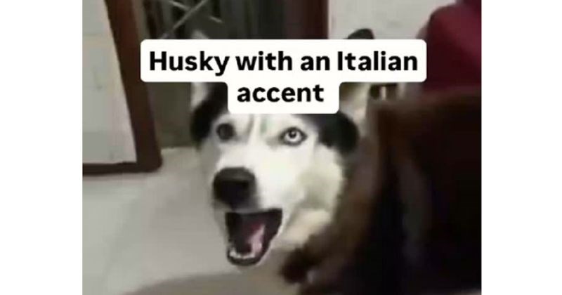 Haski s talijanskim naglaskom totalni je hit u cijelom svijetu, lajkaju ga milijuni. Ovo morate čuti