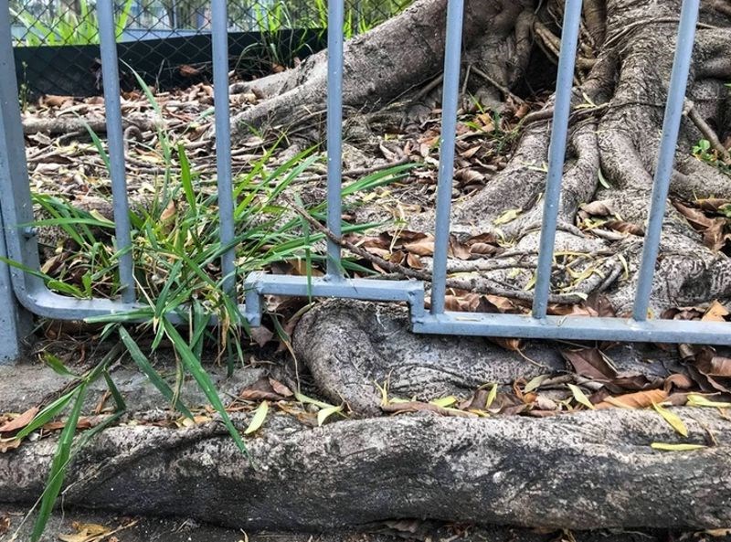 “Umjesto da presijeku korijen stabla, izgradili su ogradu oko njega.”