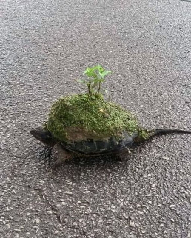 Kornjača koja na oklopu nosi čitav mali vrt