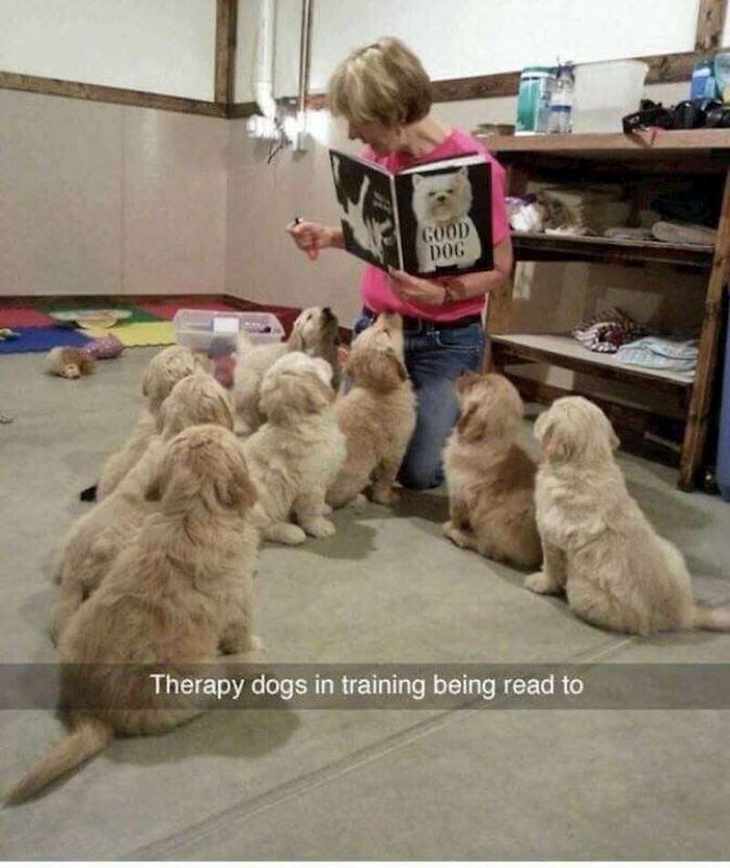 7. Budući terapijski psi na obuci