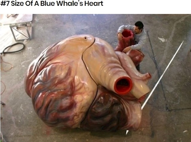 Srce plavetnog kita! Pogledajte čovjeka pored!