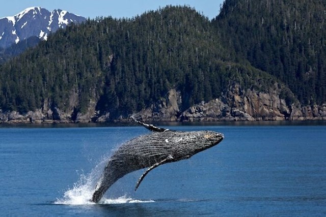 Postoji kit koji je tražio partnera 5 godina. Bio je potpuno neuspješan jer mu je glas drugačije frekvencije od glasa drugih kitova. Toliko da kitovi bježe od njega.
