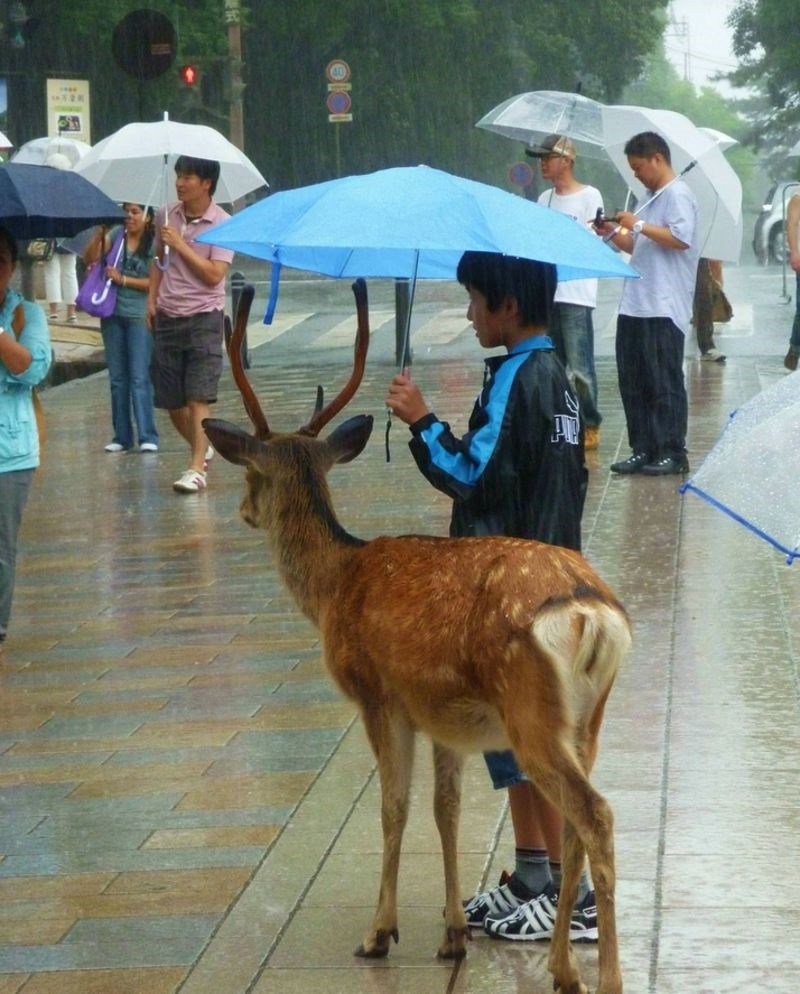 “U Nari, u Japanu, jutros po kiši - vidio sam ovog klinca kako dijeli kišobran s jelenom. To mi je otopilo srce.”