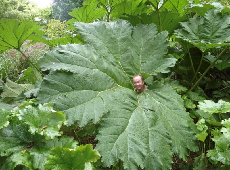 Čovjek i list biljke koja se s razlogom naziva brazilskom divovskom rabarbarom