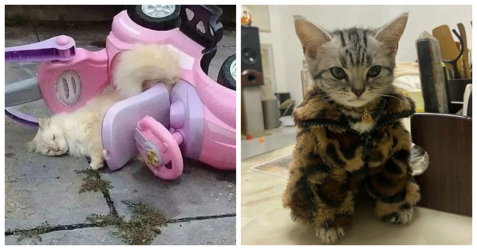 15 apsurdnih fotografija bez ikakvog konteksta koje će vas pošteno nasmijati
