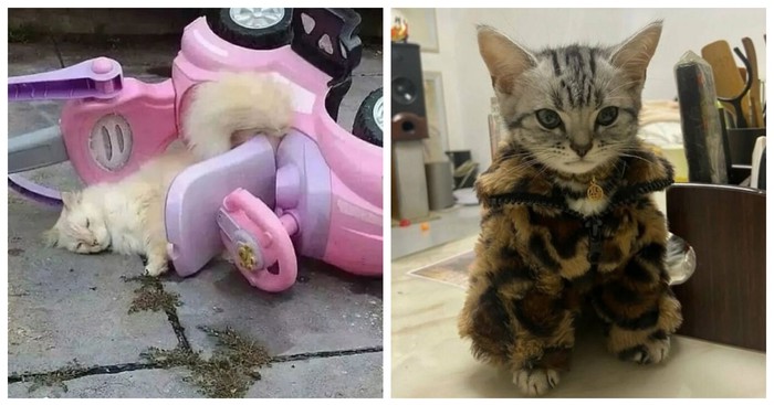 15 apsurdnih fotografija bez ikakvog konteksta koje će vas pošteno nasmijati
