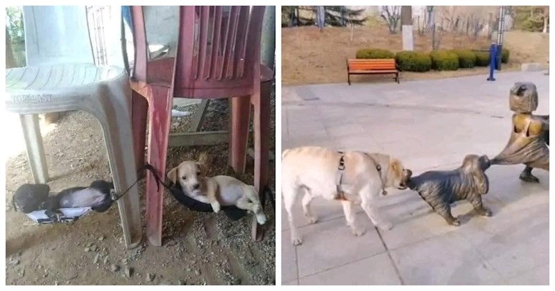 15 preslatkih prizora sa psima u glavnoj ulozi koji će vam momentalno uljepšati dan