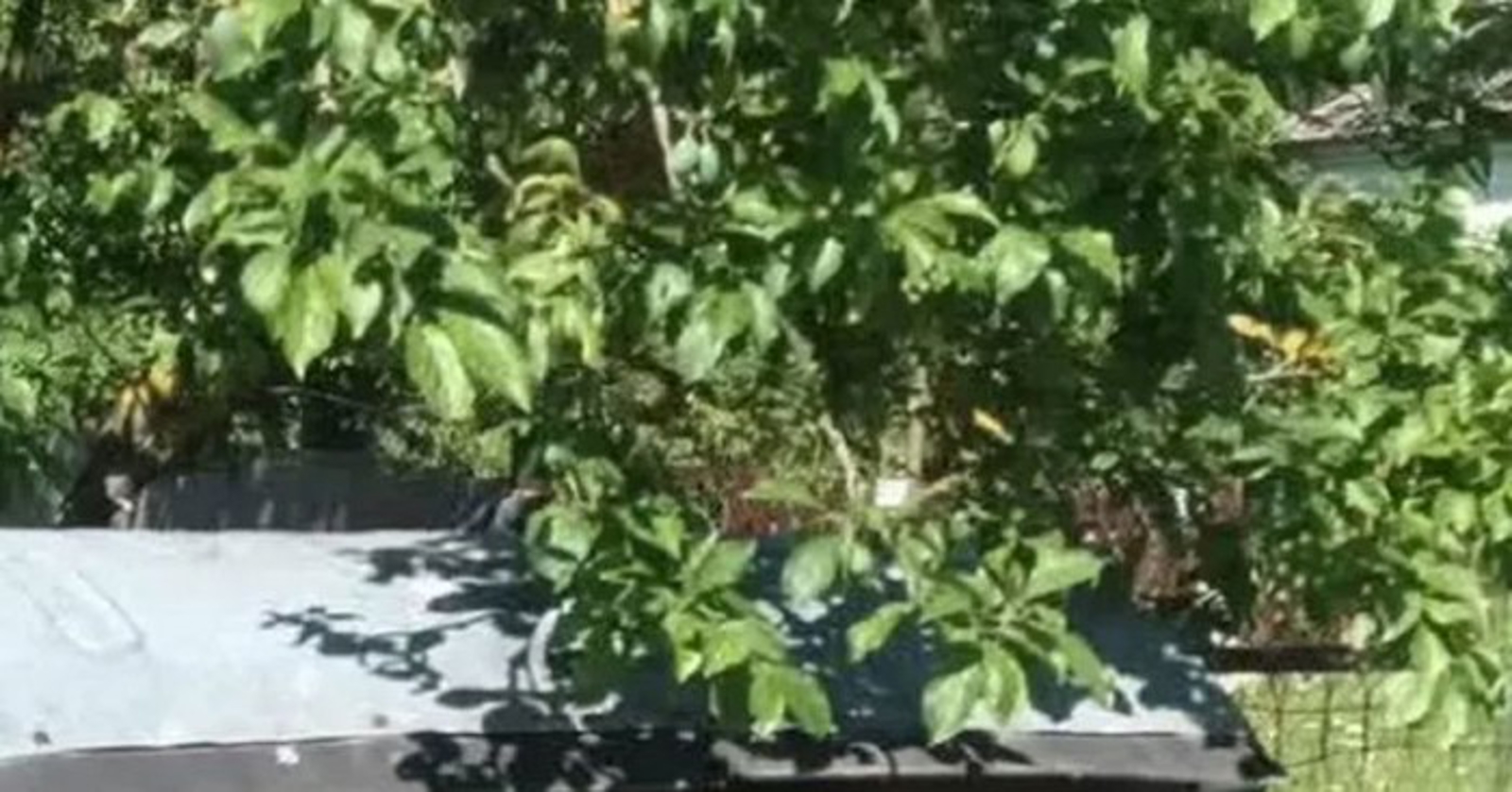 Vrtna garnitura fotkana negdje u susjedstvu podjednako je nasmijala i zgrozila IG, morate vidjeti