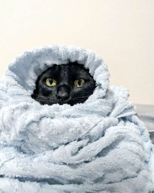 Mačji burrito