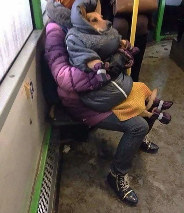 Pas u ruksaku