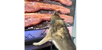 Pas je ugledao slaninu na TV-u, njegova urnebesna reakcija nasmijala je milijune diljem svijeta