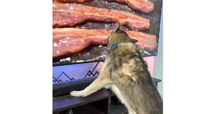Pas je ugledao slaninu na TV-u, njegova urnebesna reakcija nasmijala je milijune diljem svijeta