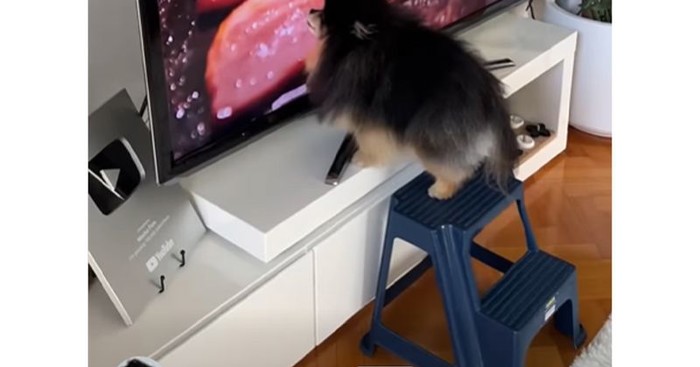Psić koji obožava kulinarske emisije nasmijao je mreže, morate vidjeti što radi pred TV-om