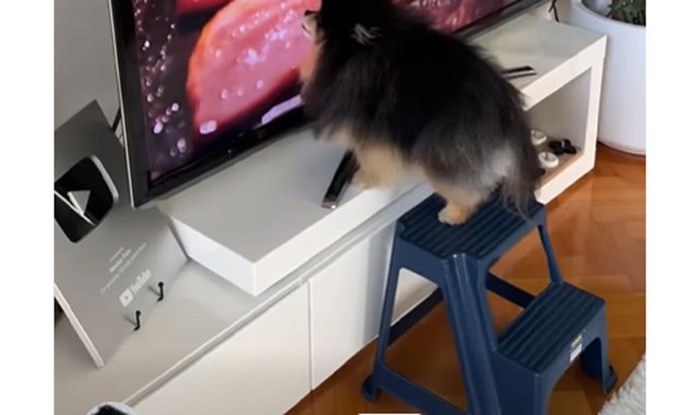 Psić koji obožava kulinarske emisije nasmijao je mreže, morate vidjeti što radi pred TV-om
