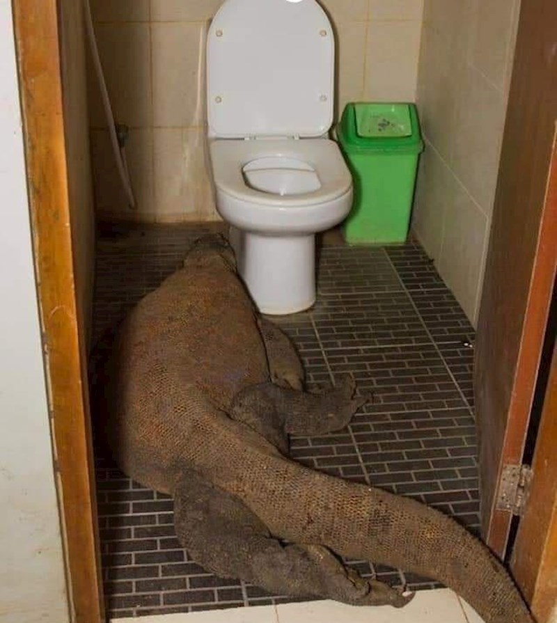 Ups, krivi wc, tražio je muški