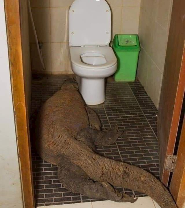Ups, krivi wc, tražio je muški