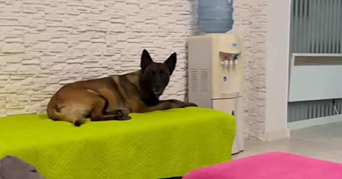 Ovih dana svi dijele snimku fascinantnog psa iz Crne Gore, oduševila je tisuće, a i vas će