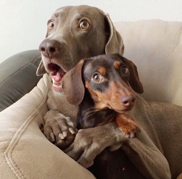 Veliki pas štiti svoju malu sestru