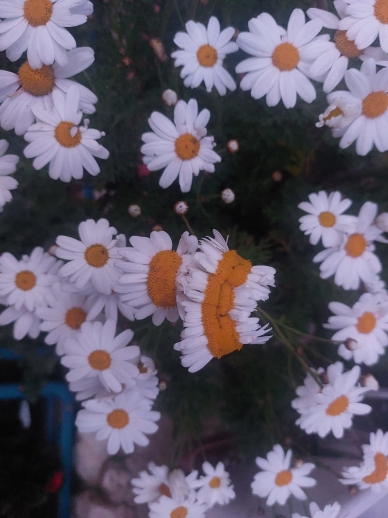 14. "Čudni cvijet u bakinom vrtu"