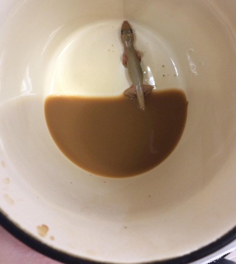 Subota ujutro, kava u miru i tišini. A onda shvatim da imam i društvo!