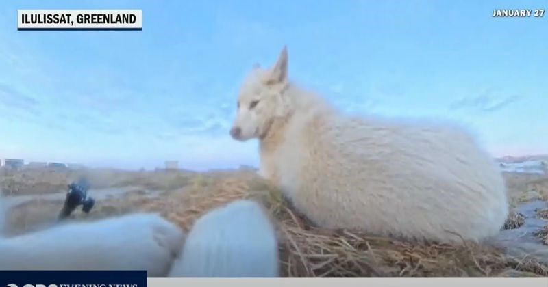Novinari su snimali reportažu o psima koji vuku sanjke i nestala im je oprema, video je SVE!