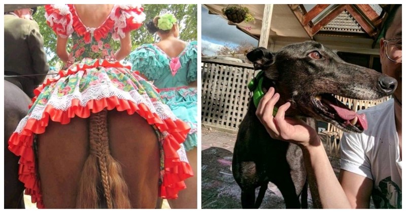 15 komičnih fotki koje ćete definitivno morati pogledati dvaput da biste shvatili što je na njima