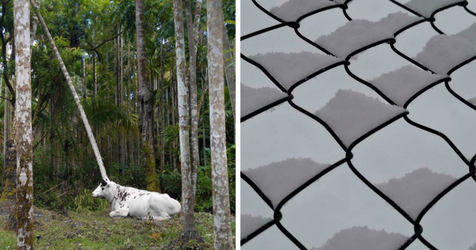 15 fotografija koje će vas dobro namučiti prije nego shvatite što prikazuju
