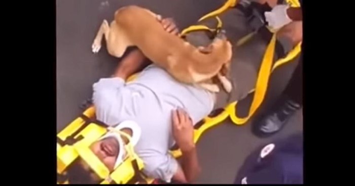 Dirljiva snimka psa koji odbija napustiti ozlijeđenog vlasnika nikoga neće ostaviti ravnodušnim