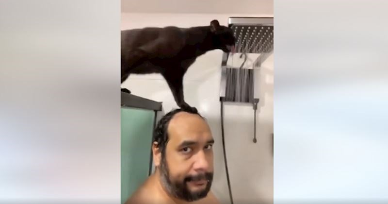 Urnebesne snimke su potvrdile: mačke vladaju svijetom, a mi smo tu da im služimo! Morate vidjeti!