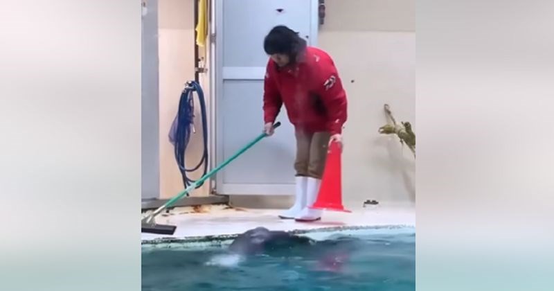 Zaposlenici ovog ZOO-a imaju najslađeg pomagača na svijetu, snimka je raznježila milijune