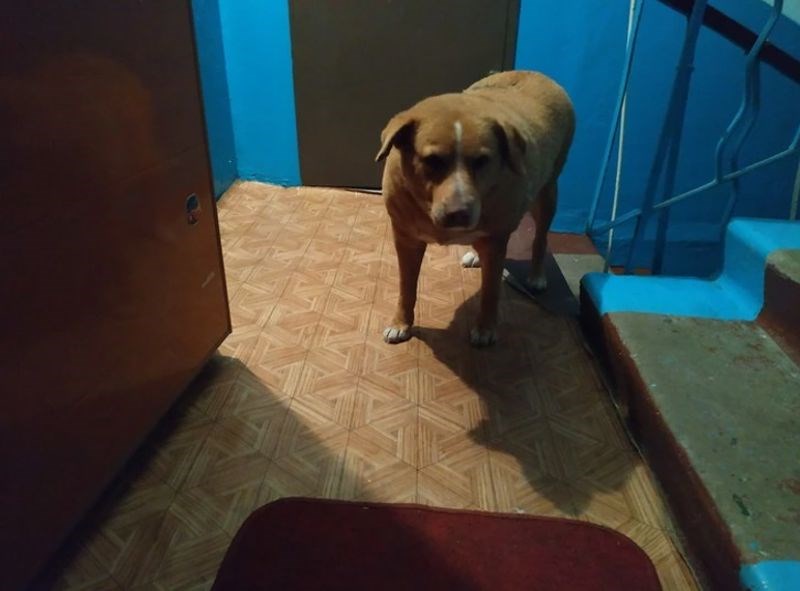 Ovaj pas živi na ulici i dolazi ljudima da ga nahrane