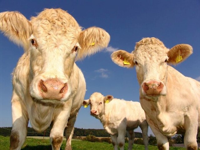 Krave imaju najbolje prijatelje i mogu biti pod stresom kada su odvojene od njih.