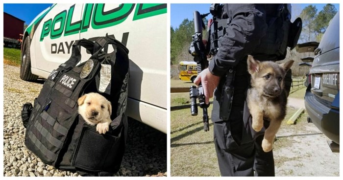 20+ preslatkih psića na prvom danu obuke za policijske pse, ovo je najslađa galerija ikad!