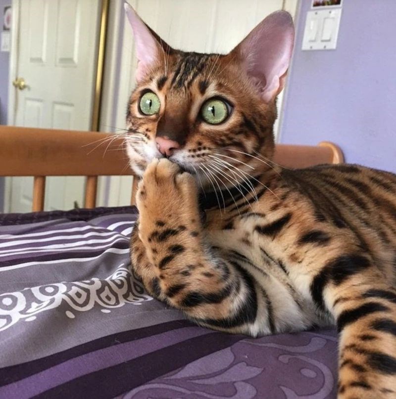 Apsolutno zaprepašten