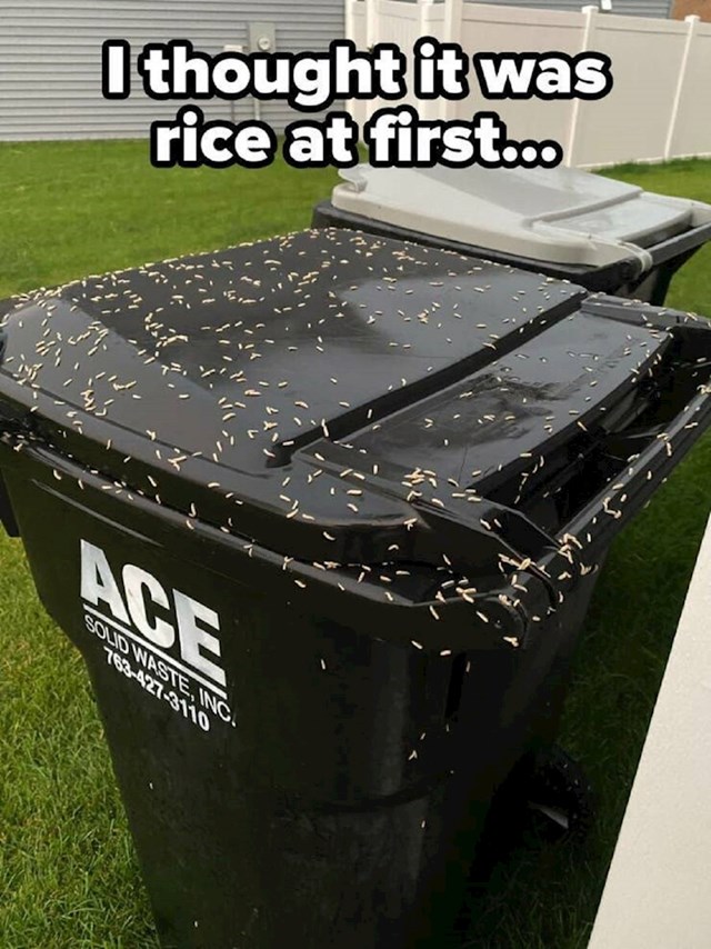 Mislim si "odakle riža po kanti", kad ono- riža se počela kretati. Fujjjj!