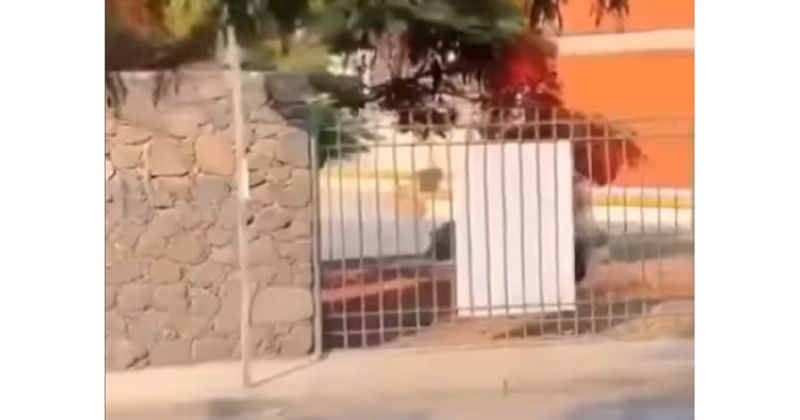 Ovo su najsmotaniji lopovi ikad, do kraja snimke će vam ih skoro biti žao