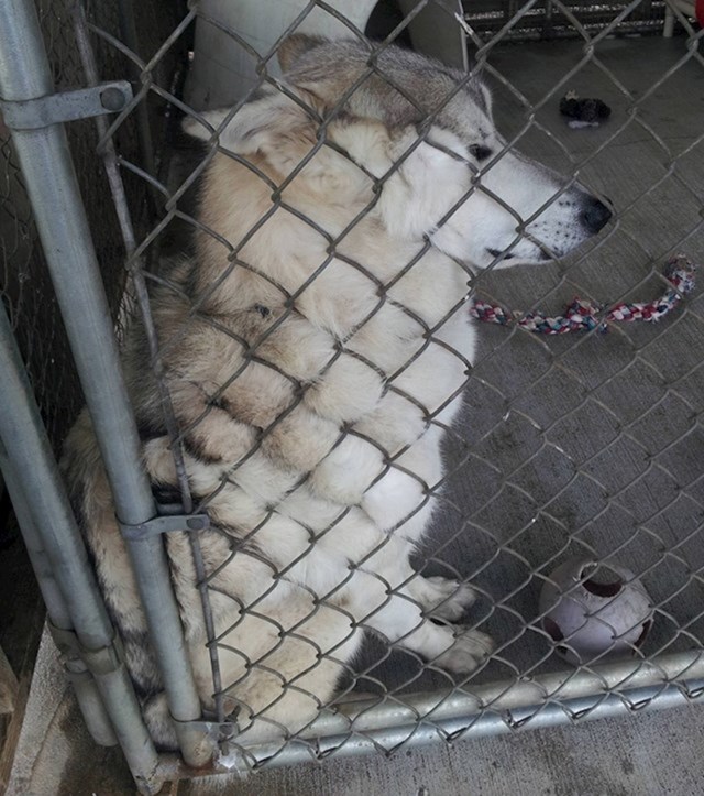 "Ovaj pas se stisnuo uz žičanu ogradu kako bi ga netko u skloništu mogao maziti."
