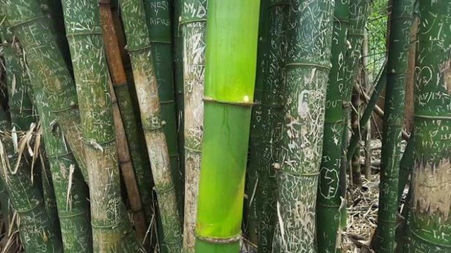 Bambus koji je izrastao tijekom pandemije