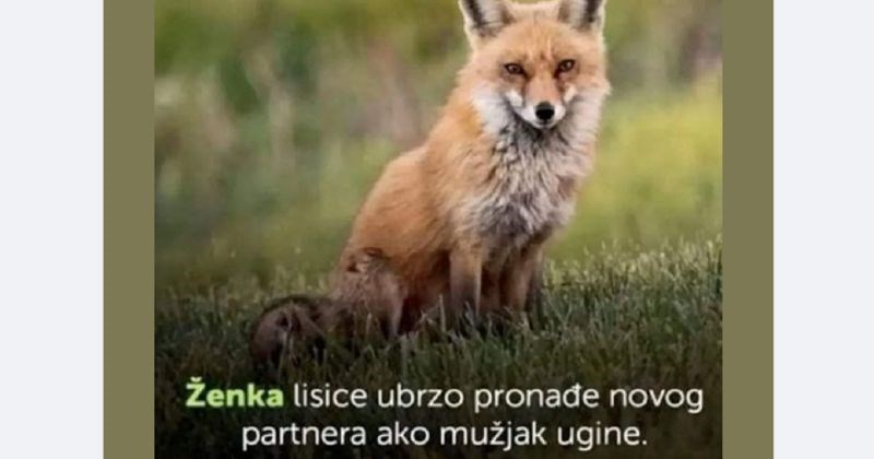 Zanimljivost o lisicama poprilično je iznervirala jednog tipa, komentar mu je teški hit