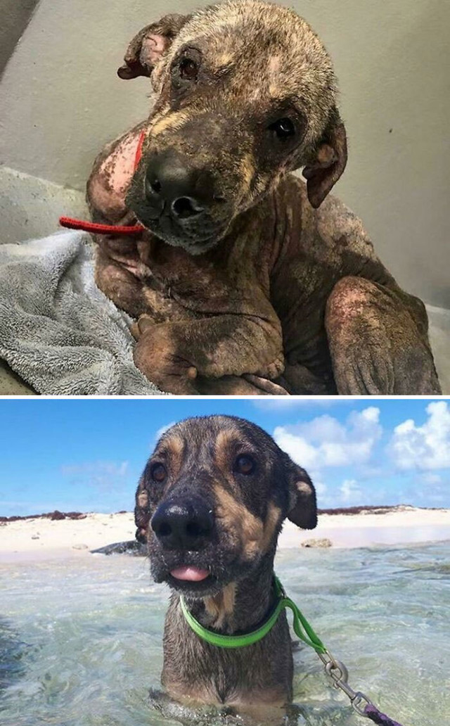 Ozzy, otočki pas