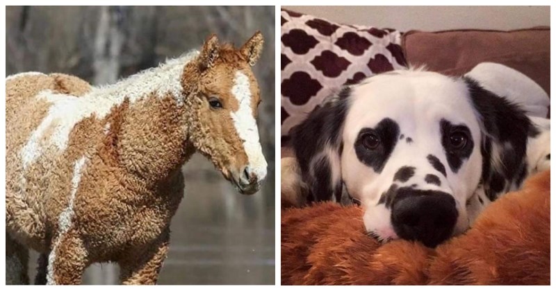 10 životinja s jedinstvenim fizičkim karakteristikama, njihova ljepota će vas očarati