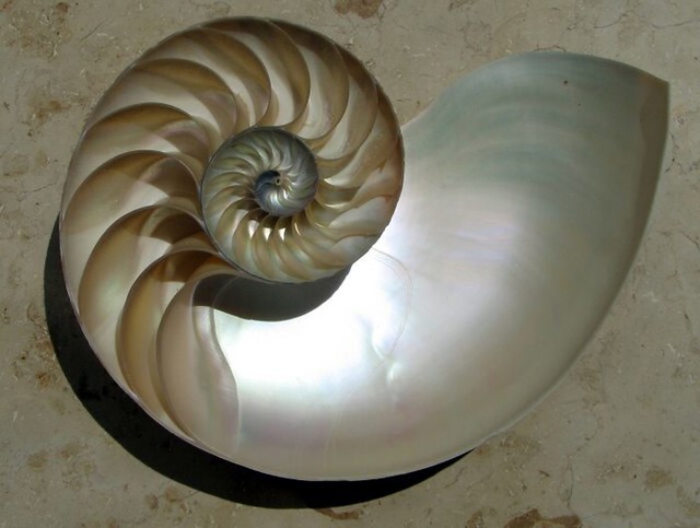 Školjka nautilusa prerezana na pola