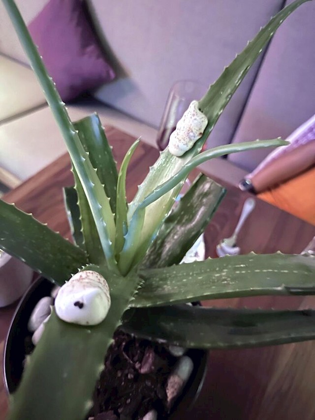 5.