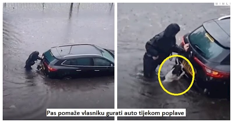 Maleni heroji velikog srca ni sekunde nisu oklijevali priskočiti u pomoć vlasnicima u nevolji