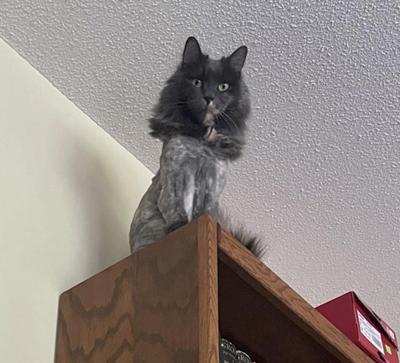 Još se nisam navikla na novu frizuru našeg mačka