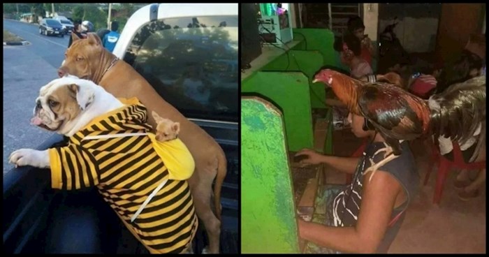 20+ fotki na kojima se jednostavno previše toga događa! Bit će vam sve smješnije što ih duže gledate
