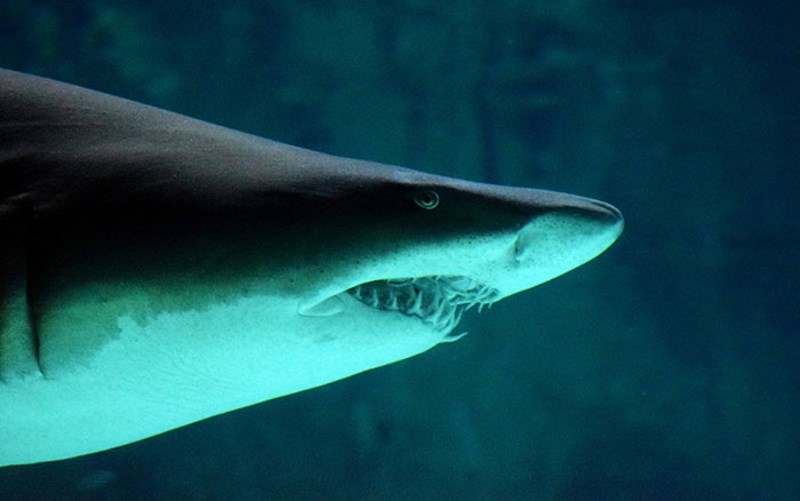 Morski psi su stariji od drveća i Saturnovih prstenova. Naš mali plavi planet je stariji i krije više tajni nego što možemo zamisliti.