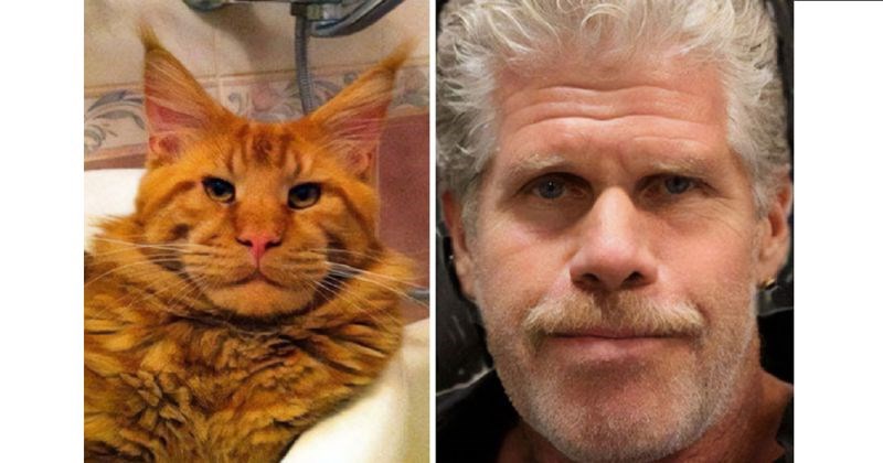 13 "dvojnika" slavnih osoba, ali sa neočekivanim i totalno urnebesnim "zaokretom"