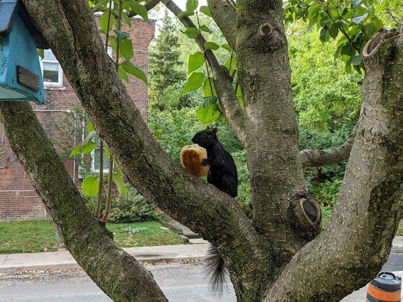 Cijeli dan čuvam ovaj kroasan kako bih ga na miru pojela kada dođem kući. Nisam se ni okrenula, pojavio se ovaj mali lopov