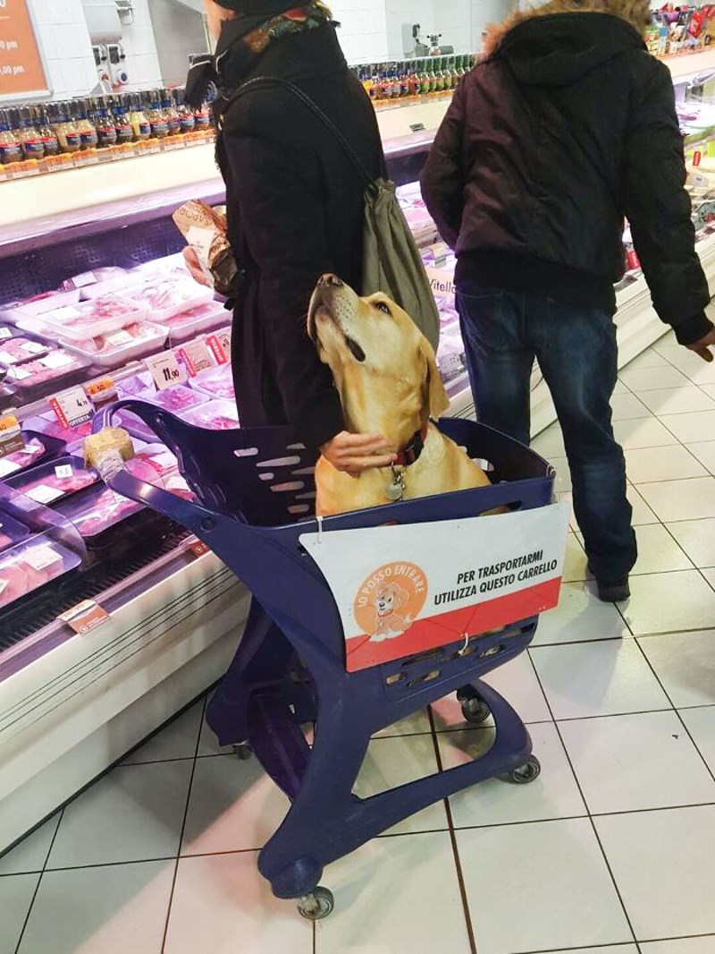 Kolica za kućne ljubimce u trgovinama u Italiji